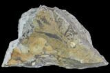Plate Of Silurian Fossil Algae (Leveillites) - Estonia #102644-1